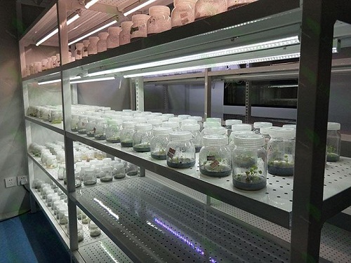 虹口植物组织培养实验室设计建设方案